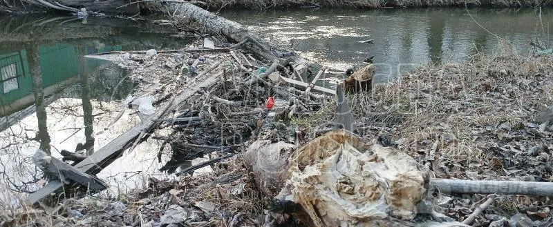 Популяция бобров в Вологодской области выросла до 50 694 особей